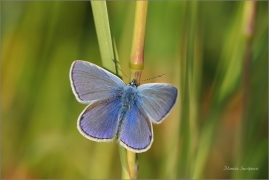 <p>MODRÁSEK JEHLICOVÝ - sameček (Polyommatus icarus) - Šluknovsko, Království --- /Common blue butterfly - Hauhechel-Bläuling/</p>